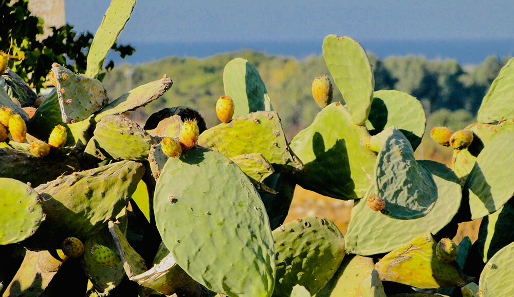 Antiparos Prickly Pears against a sea background